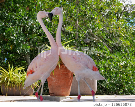 Two flamingos admire kissing each other. A heart form between them. Flamingo couple in love Two flamingos admire kissing each other. A heart form between them. Flamingo couple in love 126636878