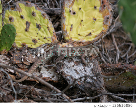 Blue lizard crawling on a cactus Blue lizard crawling on a cactus 126636886