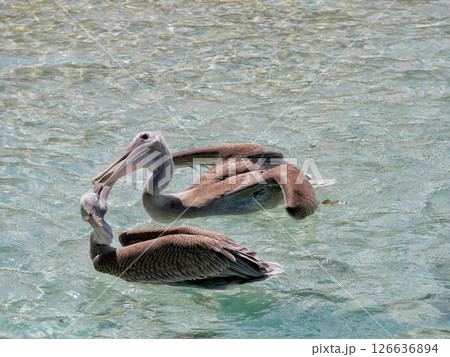 Two pelicans kissing. Pelican couple in love in the water on Aruba beach 126636894