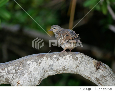 Small cute bird on a tree branch 126636896