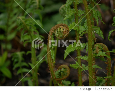 Young fern shoots at the blurred green background 126636907