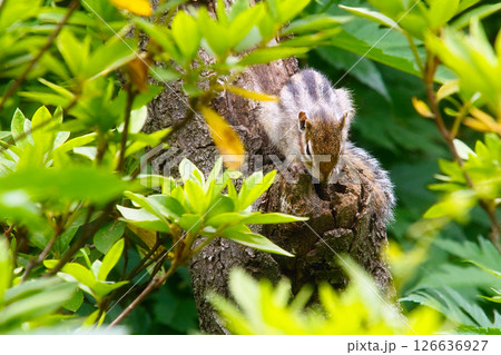 木穴を覗くリス 126636927