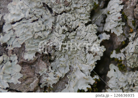 Tree bark with Cladonia lichen close up. Abstract texture background Tree bark with Cladonia lichen close up. Abstract texture background 126636935