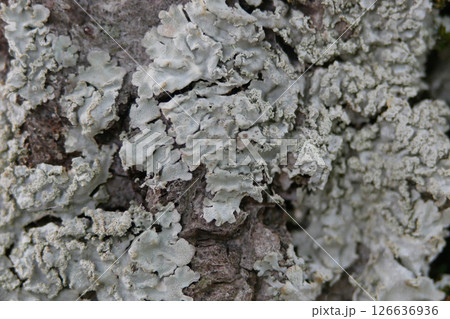 Tree bark with Cladonia lichen close up. Abstract texture background Tree bark with Cladonia lichen close up. Abstract texture background 126636936
