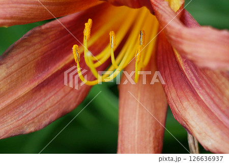 Hemerocallis Fulva daylily brownish yellow flower macro close up. High quality detailed photo of pollen, stamens and pistil. Gardening concept Hemerocallis Fulva daylily brownish yellow flower macro close up. High quality detailed photo of pollen, stamens and pistil. Gardening concept 126636937