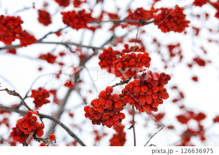 A branch with rowan berries covered with snow, close-up 126636975
