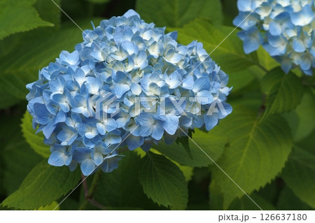 青いアジサイ 126637180