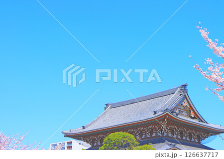 愛知県名古屋市、東別院本堂と桜の風景 126637717