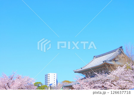 愛知県名古屋市、東別院本堂と桜の風景 126637718