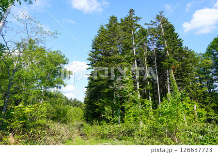 北海道の山奥で(北海道当別町) 北海道の山奥で(北海道当別町) 126637723
