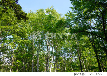 北海道の山奥で（北海道当別町） 126637726
