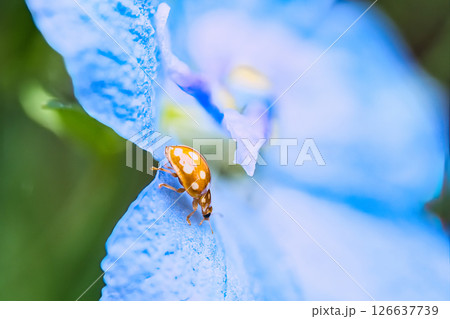 花の上を歩くテントウムシ 花の上を歩くテントウムシ 126637739