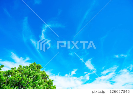 青空と雲と木立 126637846