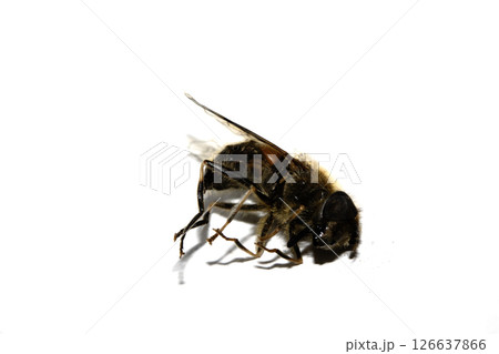 Close up of a dead house fly insect on a white background 126637866