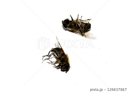 Close up of a dead house fly insect on a white background 126637867