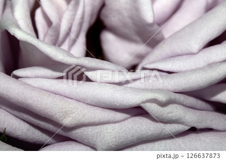 Close up of pale pink Blue Moon rose breed petals flower Close up of pale pink Blue Moon rose breed petals flower 126637873