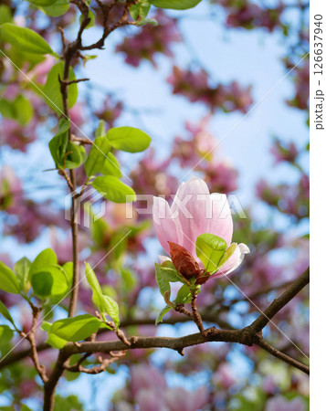 First spring flowers magnolia bloom 126637940