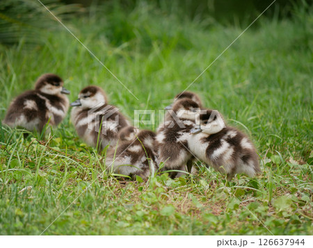 Cute small duckling on the lawn in the botanical garden Jardim Botanico Tropical in Lisbon 126637944
