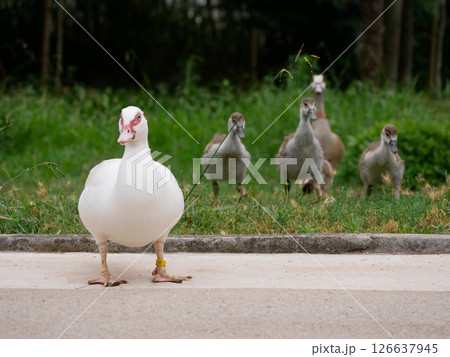 Mother goose with goslings on the lawn in the botanical garden Jardim Botanico Tropical in Lisbon 126637945