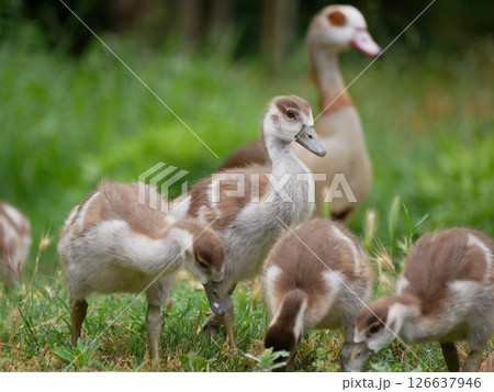 Mother goose with goslings on the lawn in the botanical garden Jardim Botanico Tropical in Lisbon 126637946
