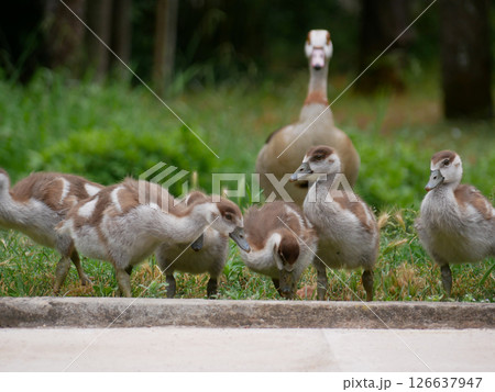 Mother goose with goslings on the lawn in the botanical garden Jardim Botanico Tropical in Lisbon Mother goose with goslings on the lawn in the botanical garden Jardim Botanico Tropical in Lisbon 126637947