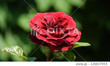 Varietal elite roses bloom in Rosengarten Volksgarten in Vienna. Red Grandiflora rose flower  126637954