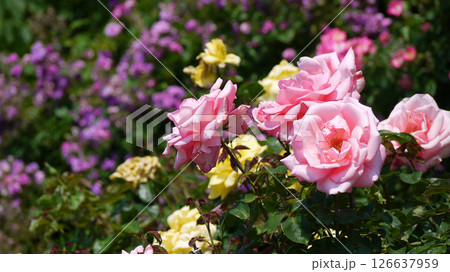 Varietal elite roses bloom in Rosengarten Volksgarten in Vienna. Pink, violet and yellow Grandiflora 126637959