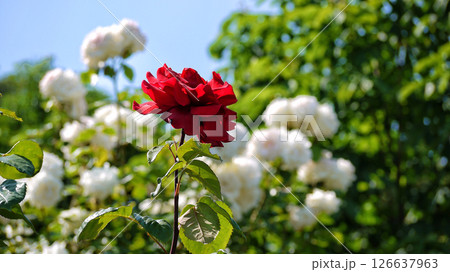 Varietal elite roses bloom in Rosengarten Volksgarten in Vienna. Red and white Floribunda rose Varietal elite roses bloom in Rosengarten Volksgarten in Vienna. Red and white Floribunda rose 126637963