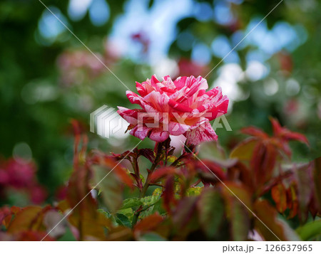 Varietal elite roses bloom in Rosengarten Volksgarten in Vienna. Pink Intuition hybrid tea rose  126637965