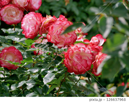 Varietal elite roses bloom in Rosengarten Volksgarten in Vienna. Pink Double delight rose flowers Varietal elite roses bloom in Rosengarten Volksgarten in Vienna. Pink Double delight rose flowers 126637968