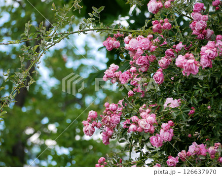 Varietal elite roses bloom in Rosengarten Volksgarten in Vienna. Pink climbing rose flowers 126637970