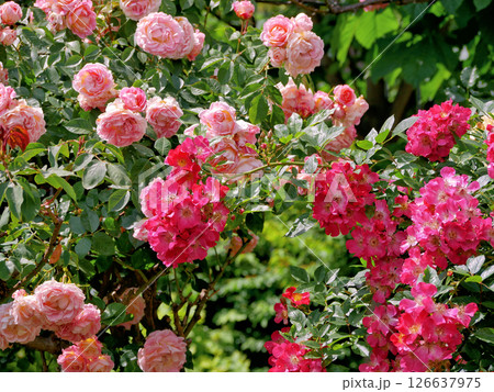 Varietal elite roses bloom in Rosengarten Volksgarten in Vienna. Pink Grandiflora rose flowers 126637975