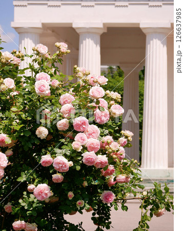 Varietal elite roses bloom in Rosengarten Volksgarten in Vienna. Pink Floribunda rose flowers Varietal elite roses bloom in Rosengarten Volksgarten in Vienna. Pink Floribunda rose flowers 126637985
