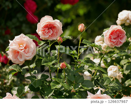 Varietal elite roses bloom in Rosengarten Volksgarten in Vienna. Pink Floribunda rose flowers 126637987
