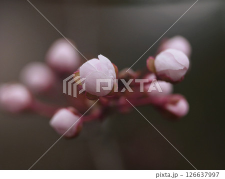 Close up cherry blossom buds, spring bloom Close up cherry blossom buds, spring bloom 126637997