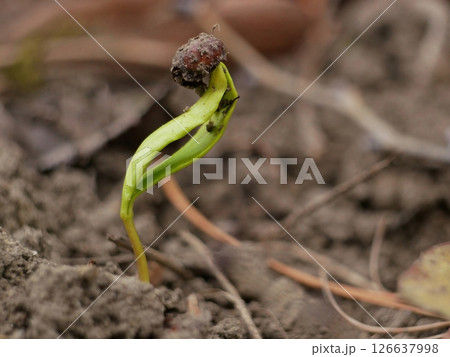 A young plant just growing from a seed in early spring A young plant just growing from a seed in early spring 126637998