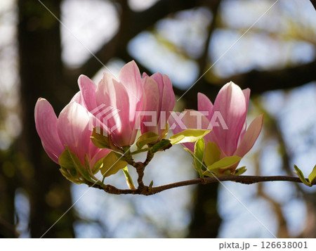 Close-up magnolia blossom in sunlight 126638001