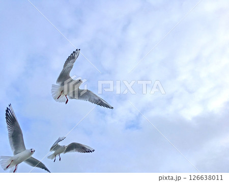 Seagulls fly in the sky over the sea Seagulls fly in the sky over the sea 126638011