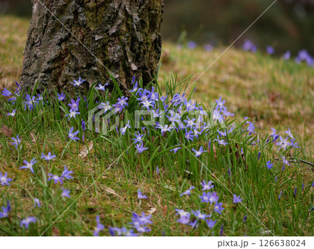 Blue flowers (Scilla, Bluebell) blooming under a tree in early spring Blue flowers (Scilla, Bluebell) blooming under a tree in early spring 126638024