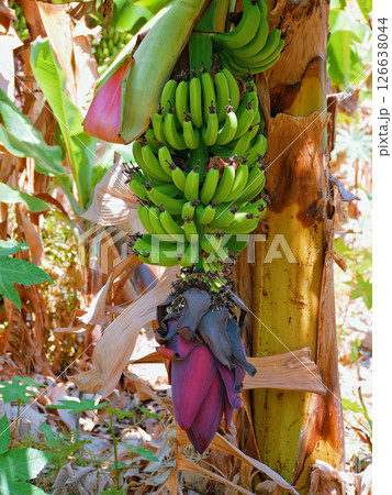 Banana flower. Green unripe fruits growing on a tree branch, the Canary island of Tenerife Banana flower. Green unripe fruits growing on a tree branch, the Canary island of Tenerife 126638044
