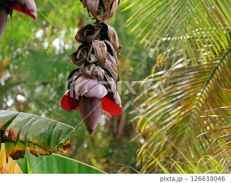 Banana flower growing on a tree branch, the Canary island of Tenerife 126638046