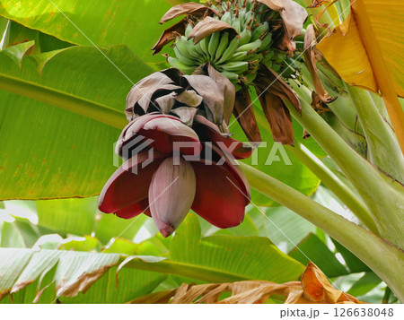 Banana flower. Green unripe fruits growing on a tree branch, the Canary island of Tenerife 126638048