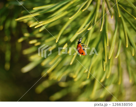Close up photo of a ladybug on pine needles Close up photo of a ladybug on pine needles 126638050