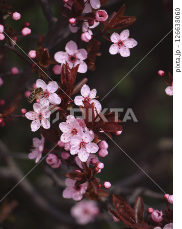 Pink cherry (sakura) blossom in spring 126638060