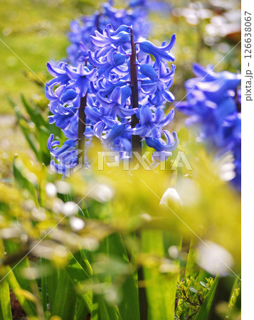 Blue hyacinth blooms on a sunny spring day 126638067