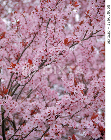 Pink cherry (sakura) blossom in spring 126638068