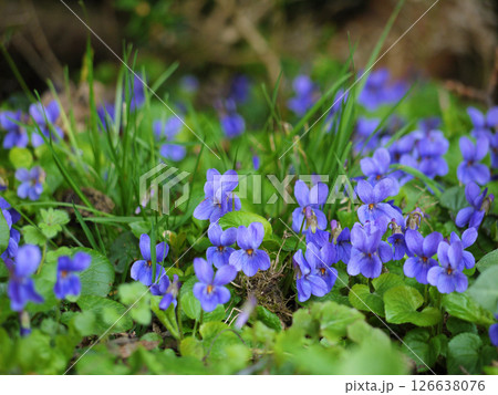 Violets blossom in spring time in Turkenschanz Park, Wien Violets blossom in spring time in Turkenschanz Park, Wien 126638076