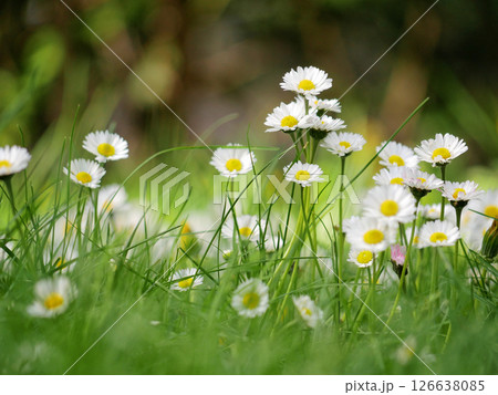 Bellis perennis Daisies blossom in spring time in Turkenschanz Park, Wien 126638085
