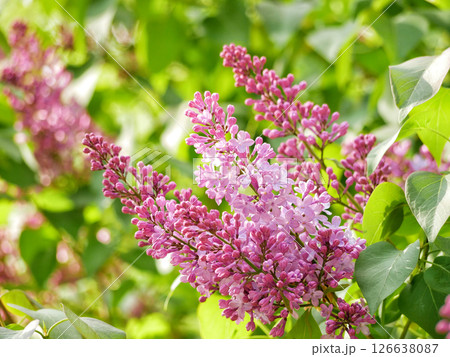 Lilac Syringa blooms in spring in Turkenschanz Park, Wien 126638087