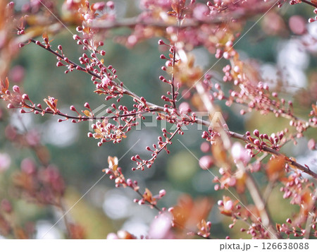 First spring flowers - sakura cherry blossom in Wien First spring flowers - sakura cherry blossom in Wien 126638088